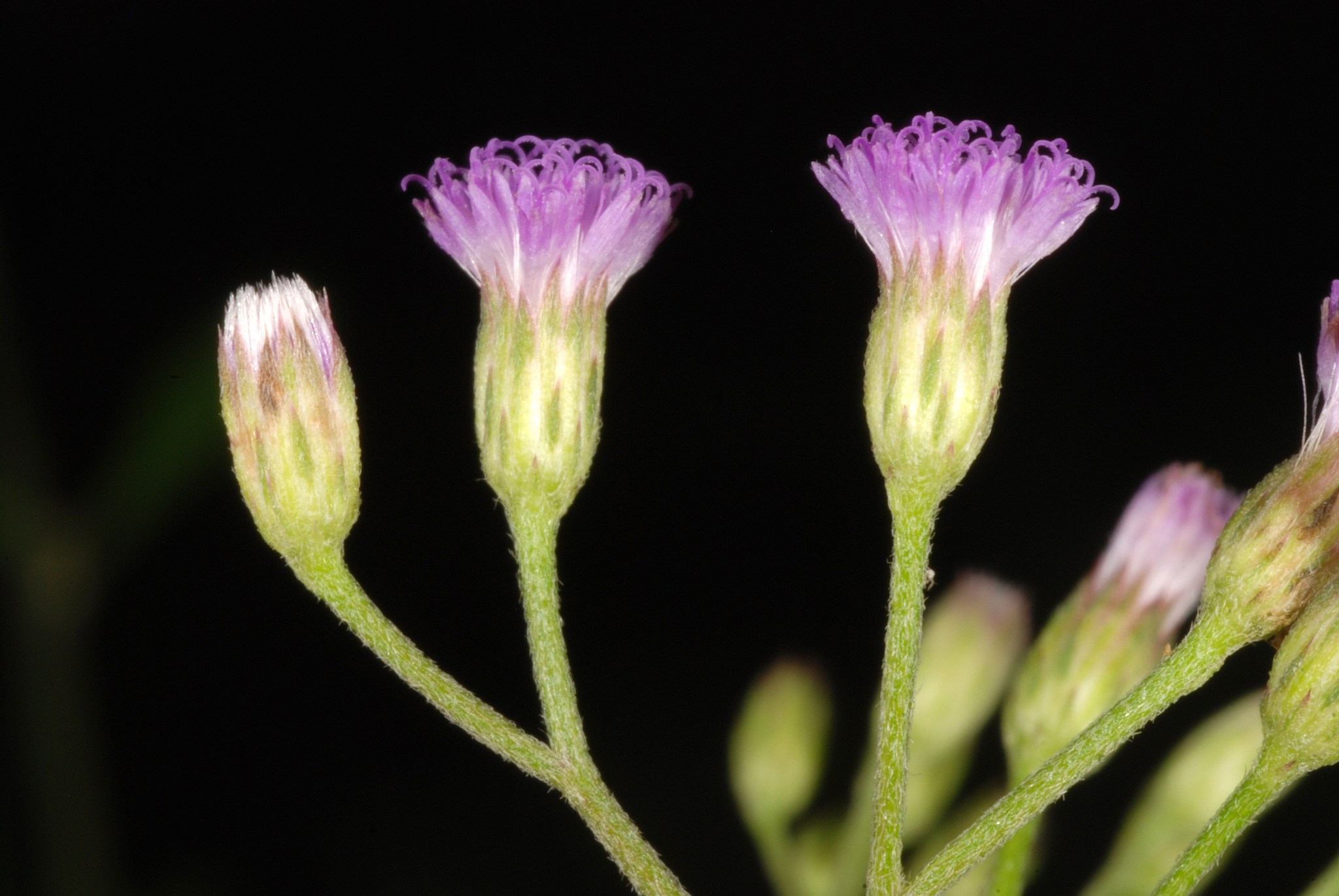 Cyanthillium cinereum