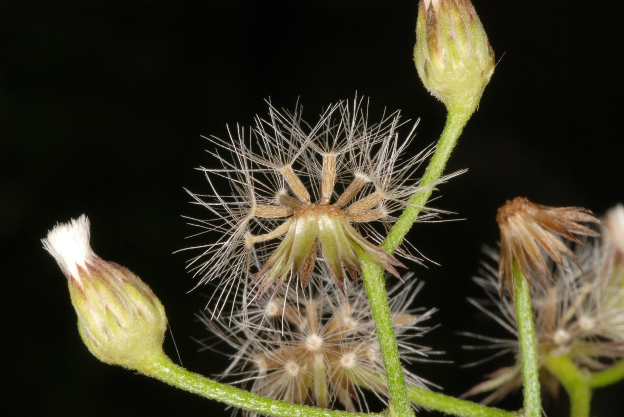 Cyanthillium cinereum