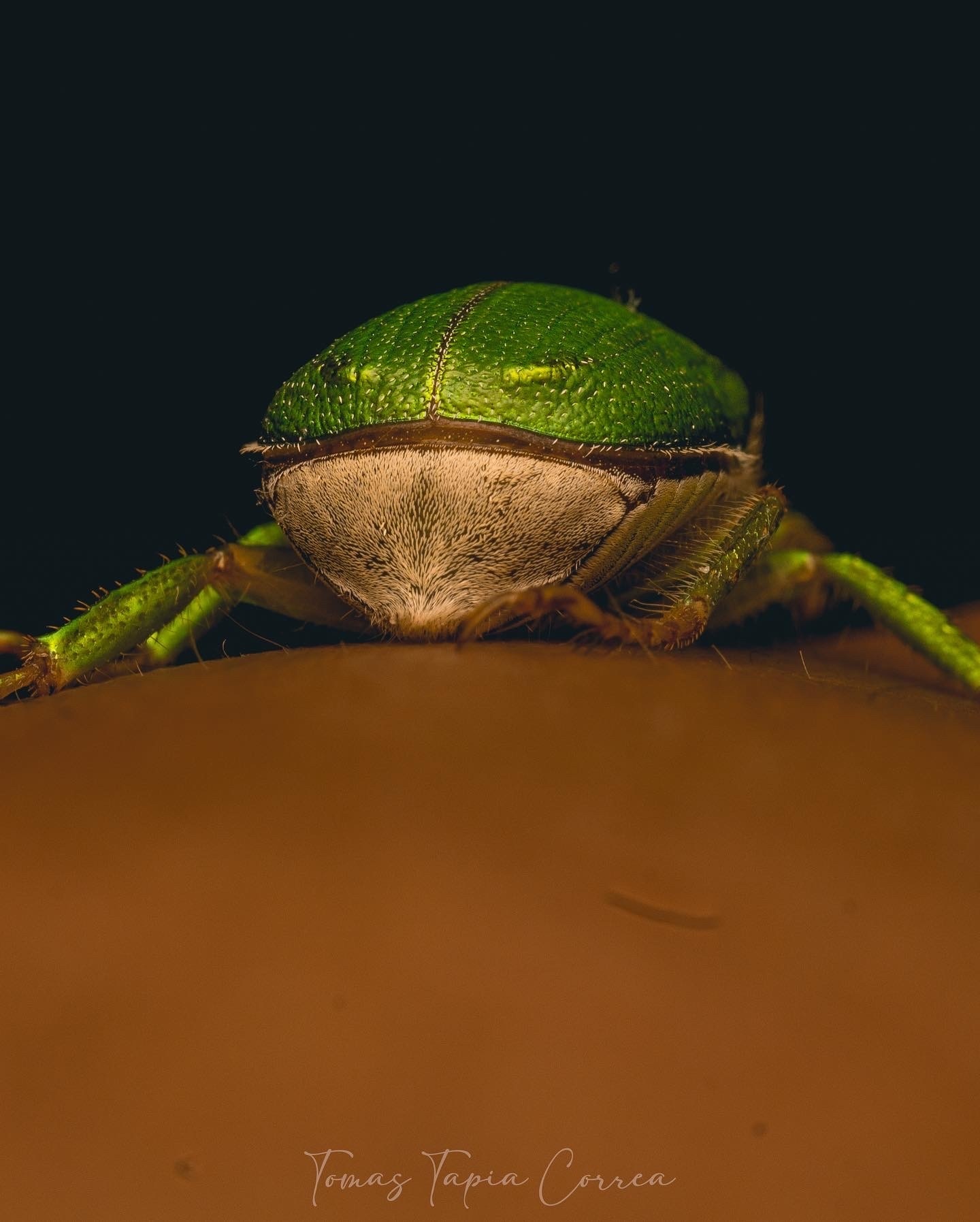 Hylamorpha elegans