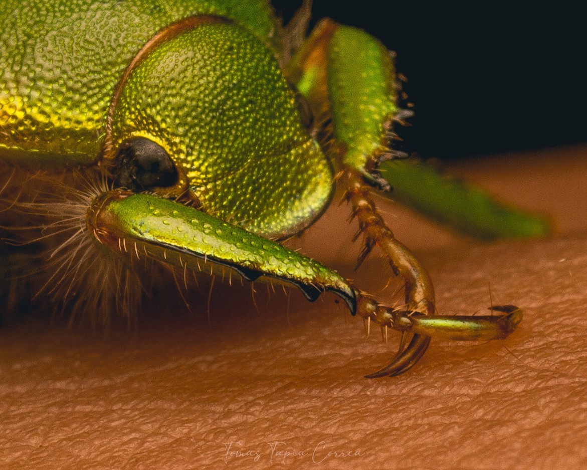 Hylamorpha elegans