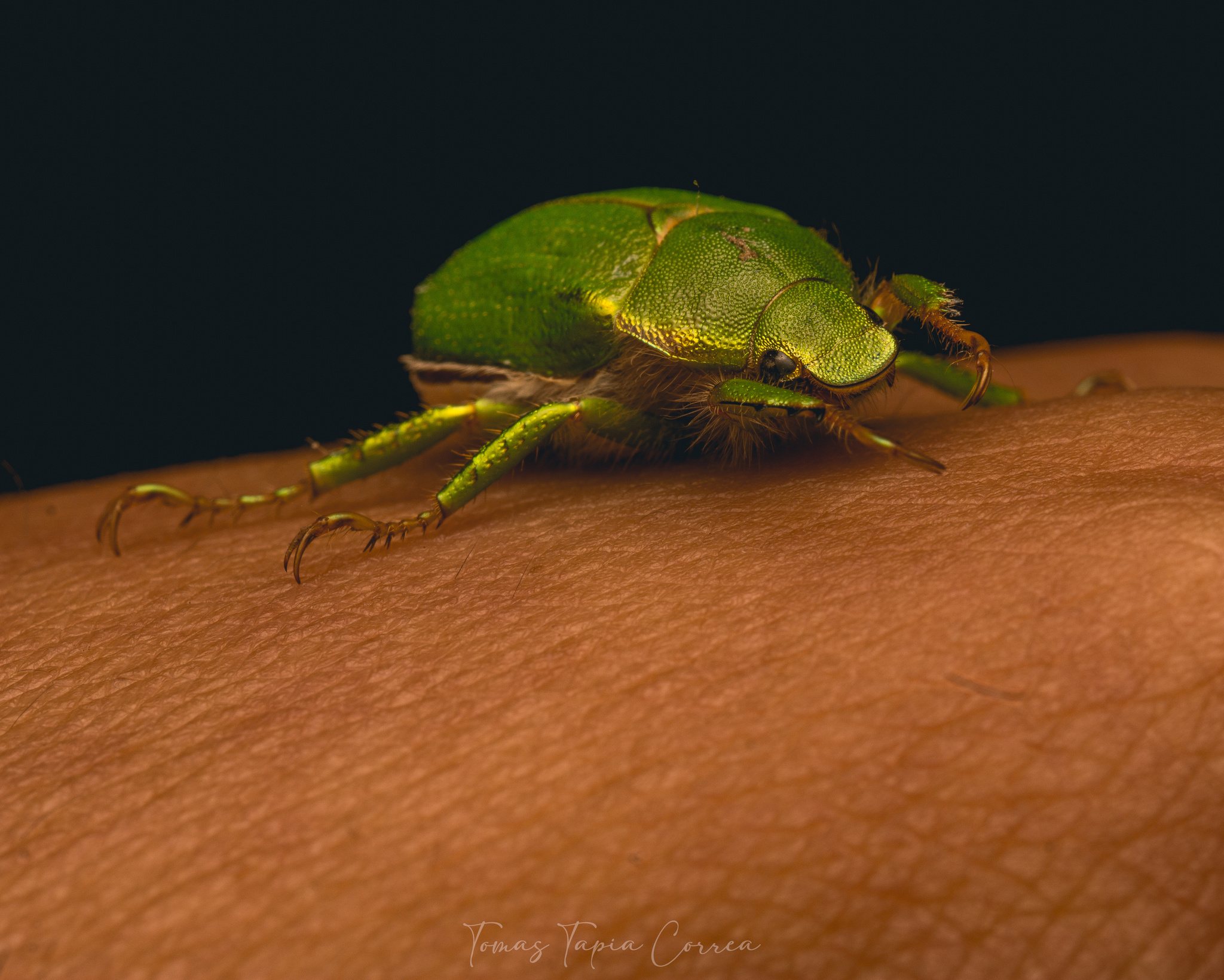 Hylamorpha elegans