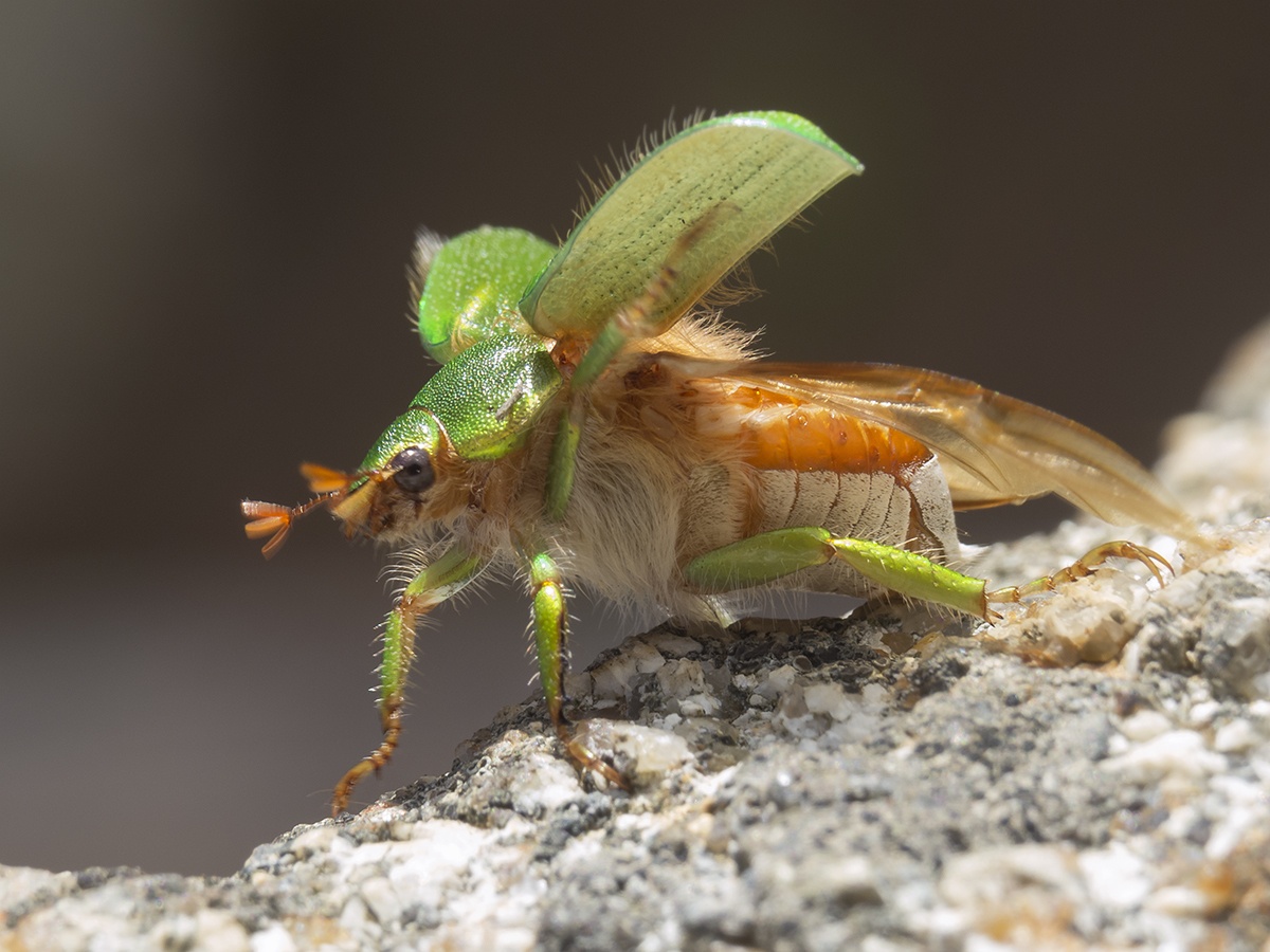 Hylamorpha elegans