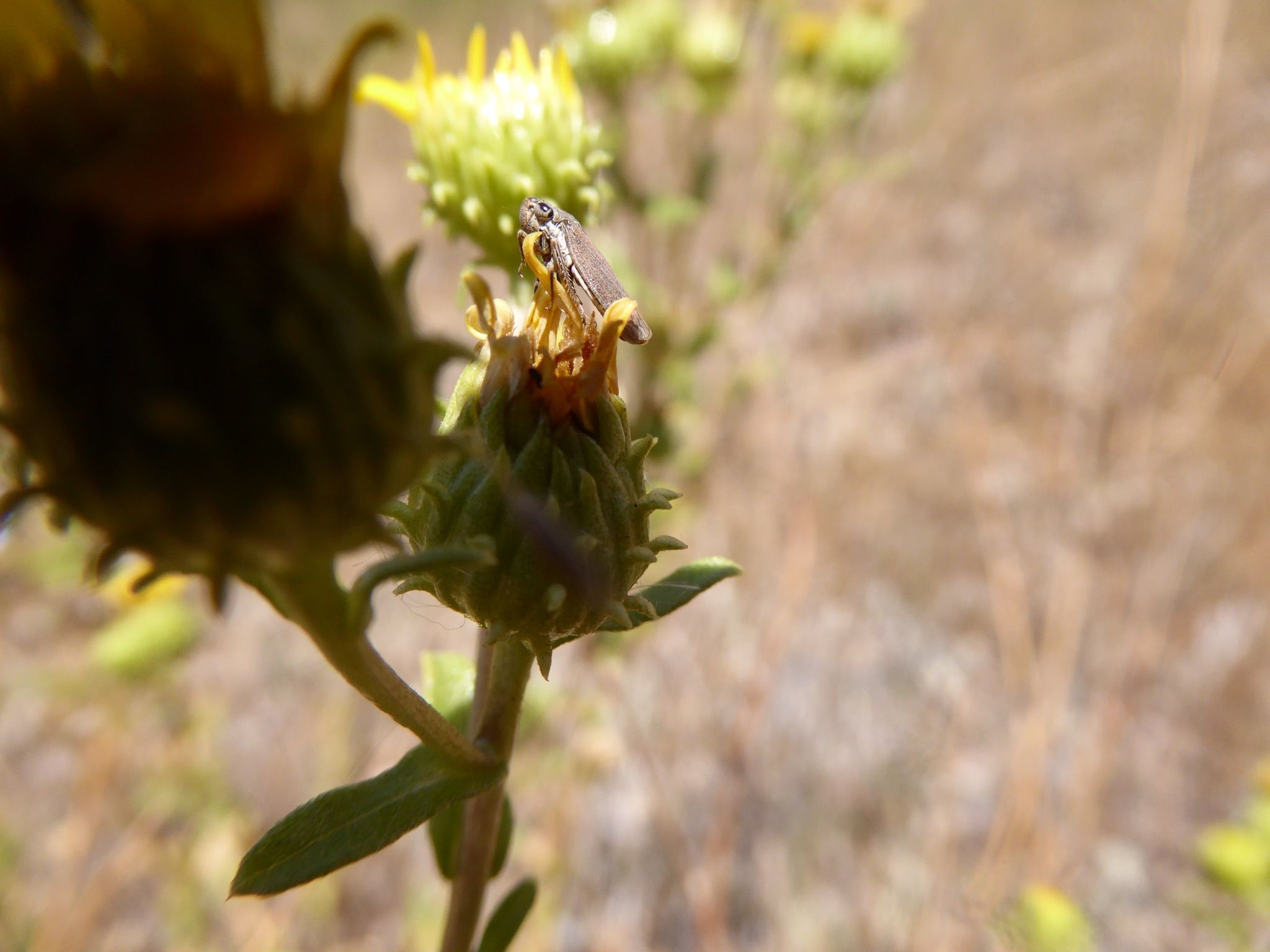 Cuerna occidentalis