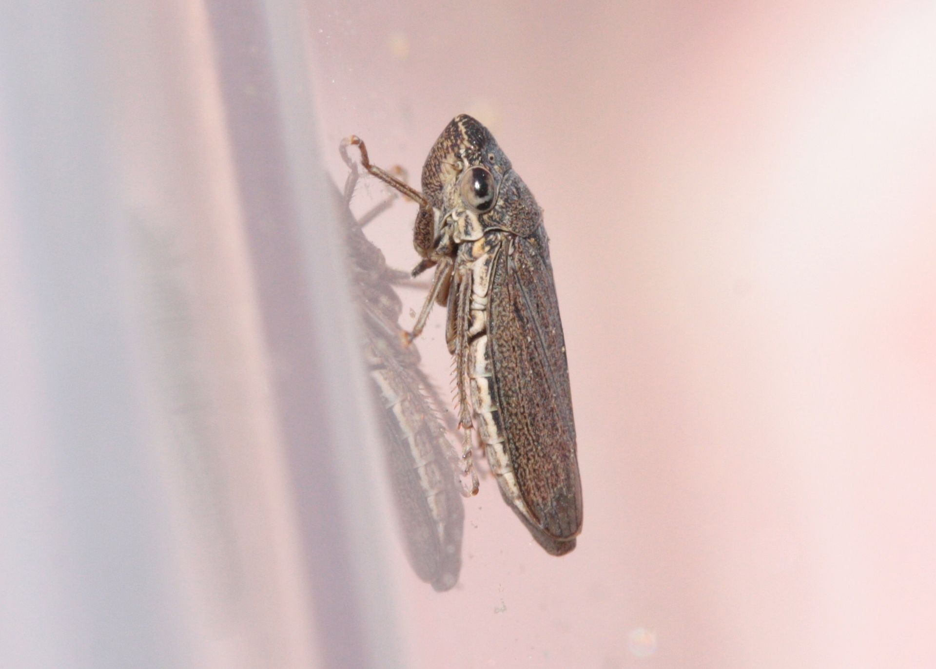 Cuerna occidentalis