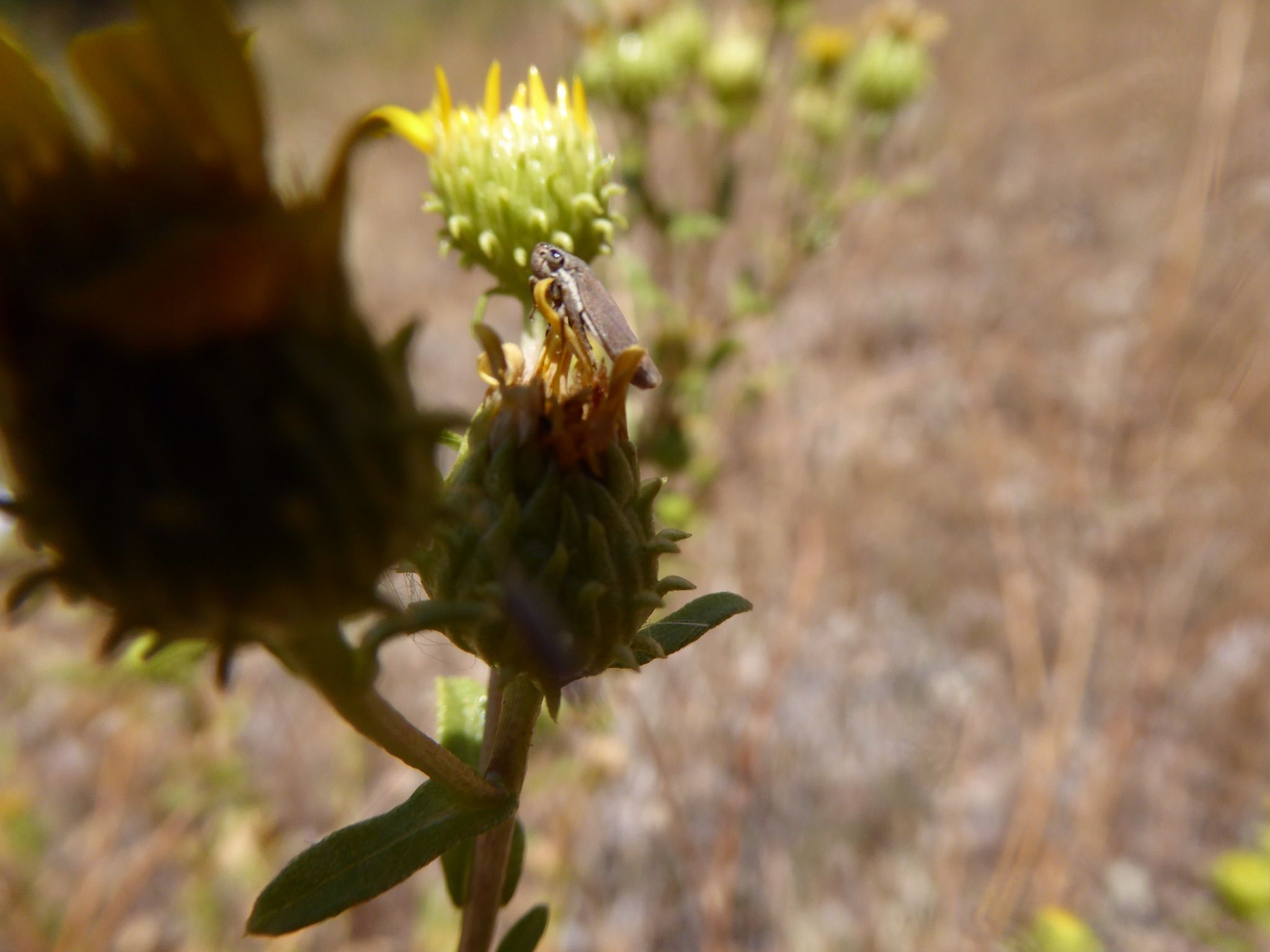 Cuerna occidentalis