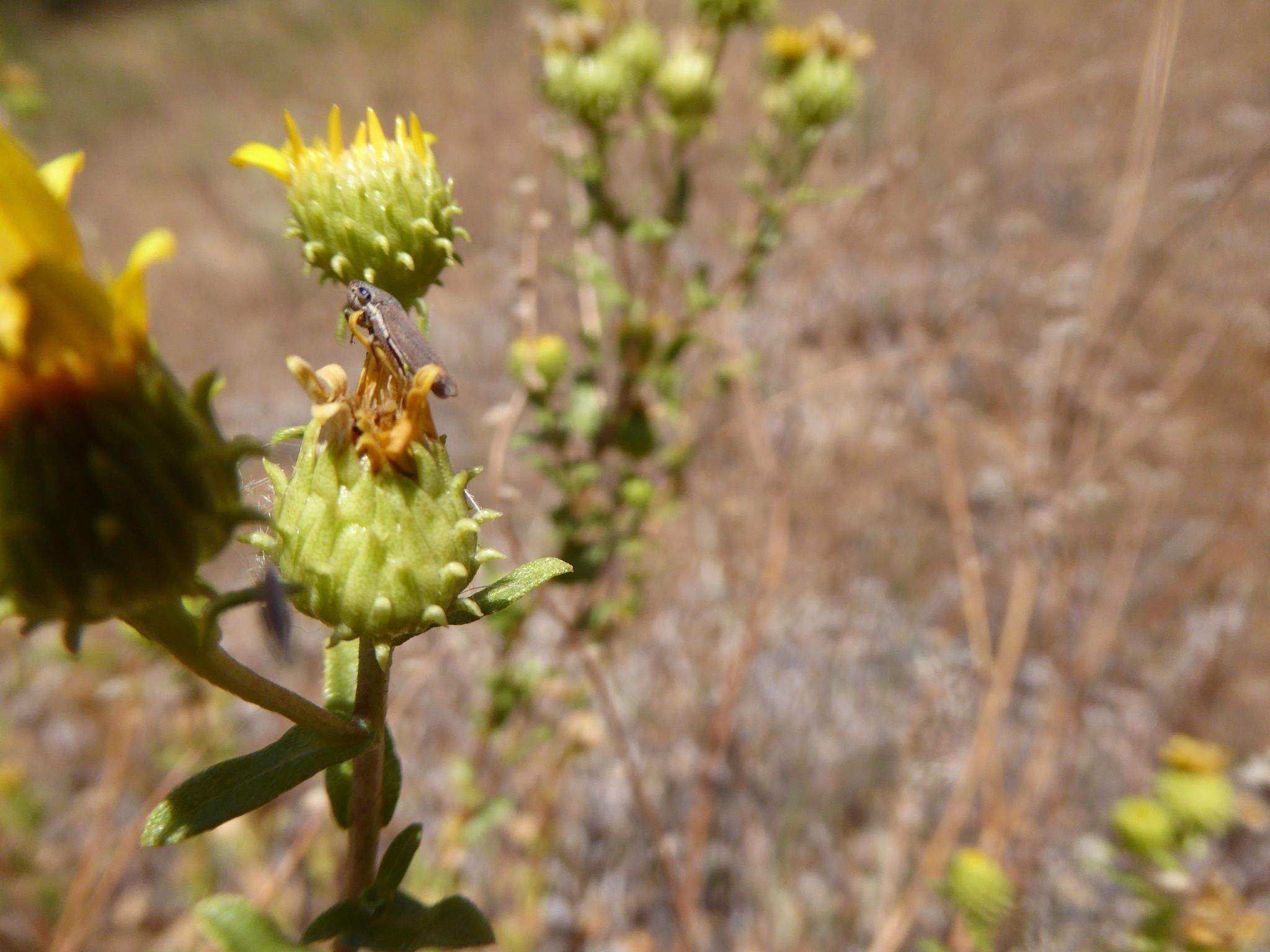 Cuerna occidentalis