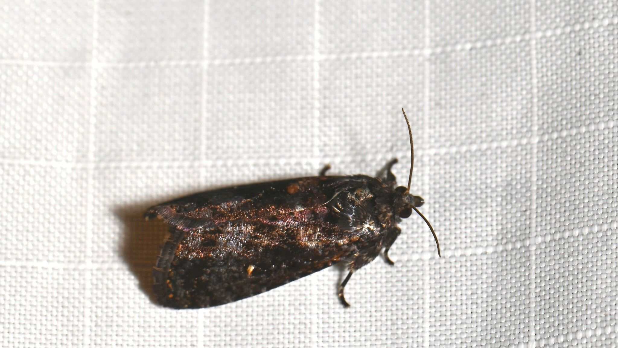 Cryptaspasma perseana