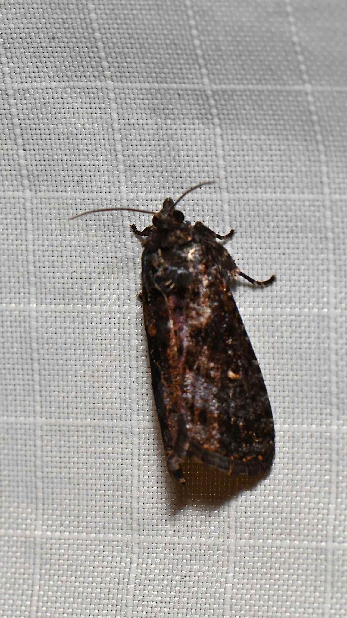 Cryptaspasma perseana