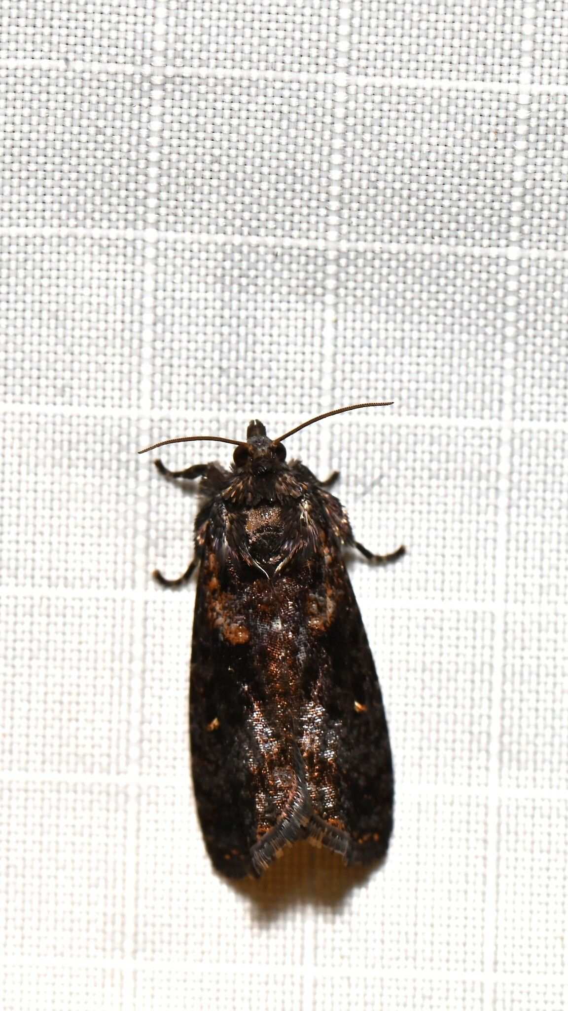 Cryptaspasma perseana