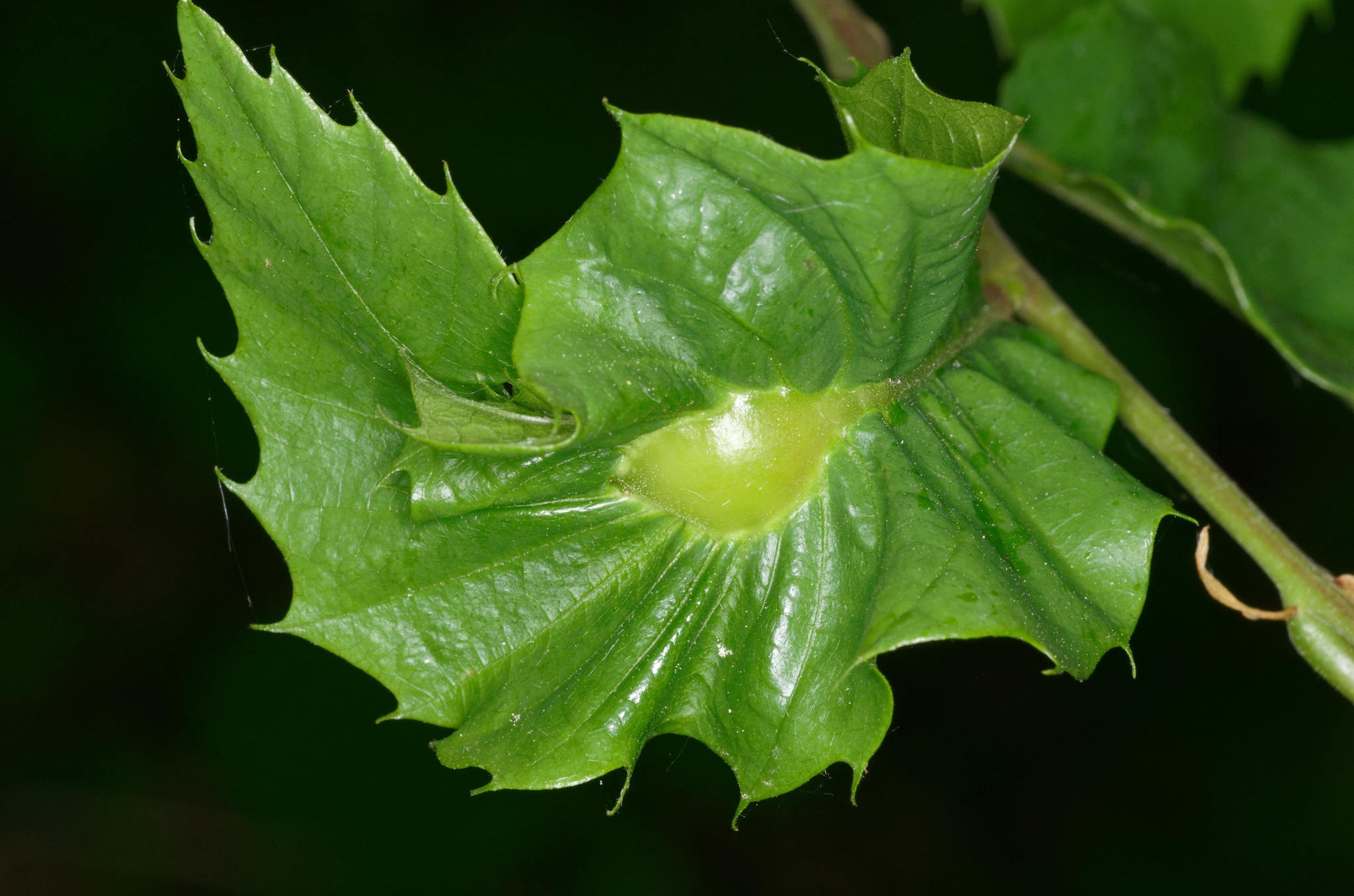 Dryocosmus kuriphilus