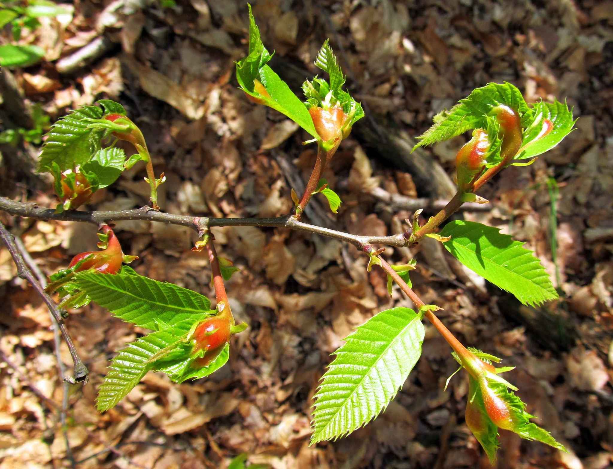 Dryocosmus kuriphilus