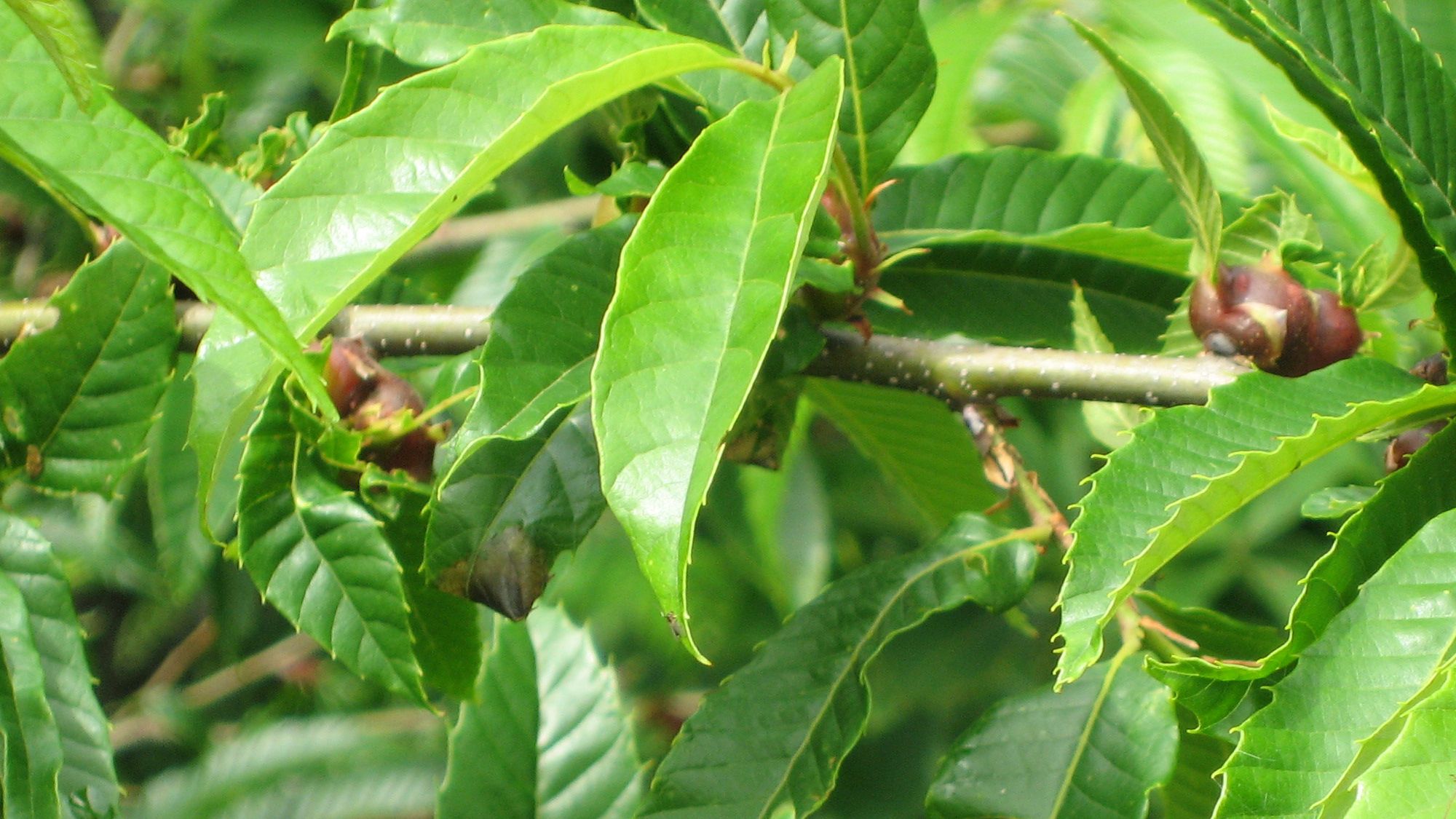 Dryocosmus kuriphilus