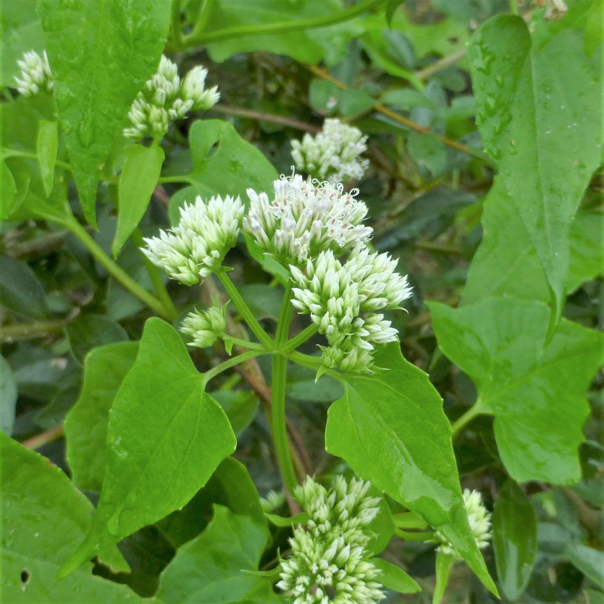 Mikania