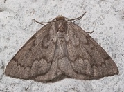 Nepytia semiclusaria