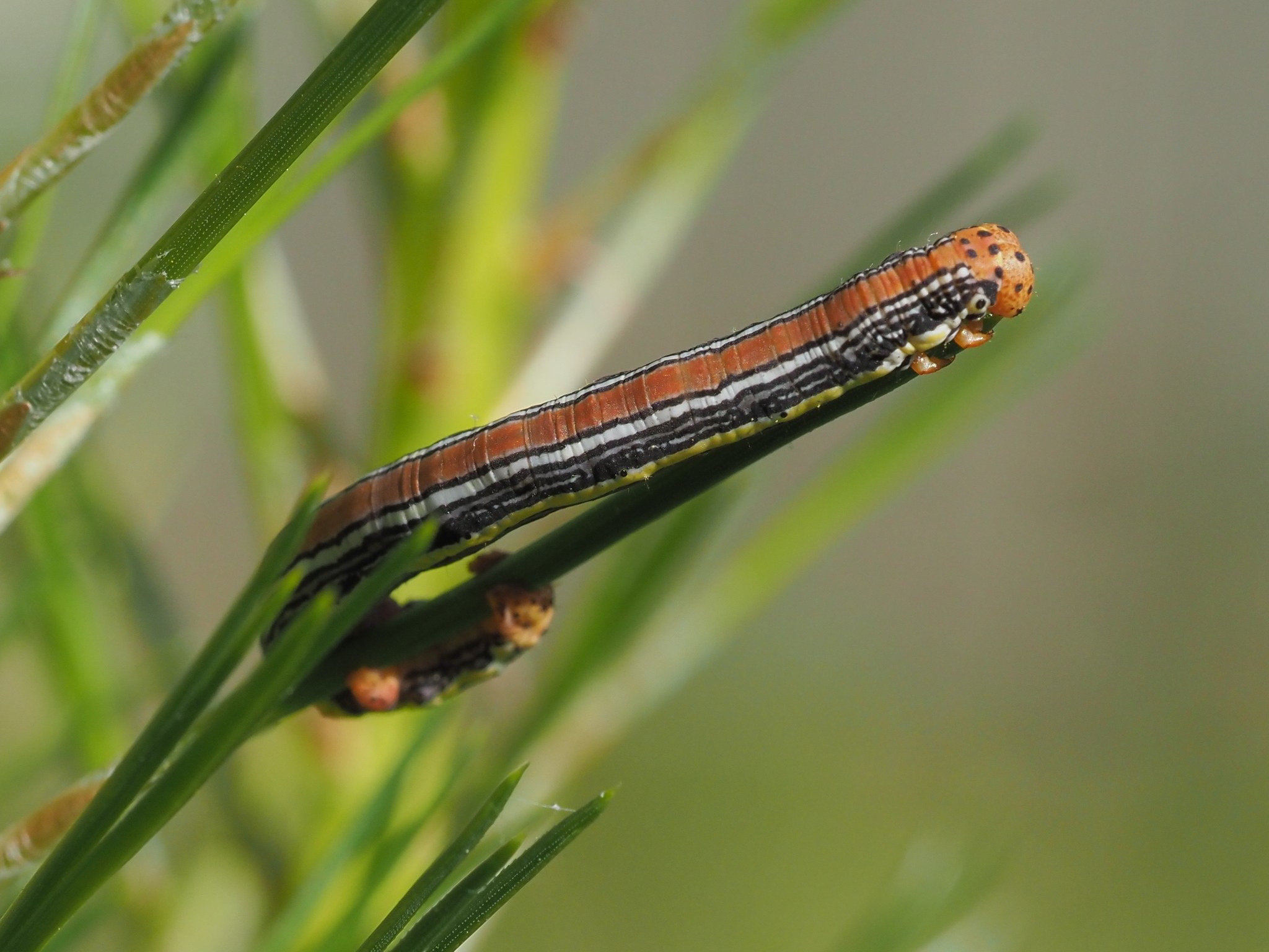 Nepytia semiclusaria