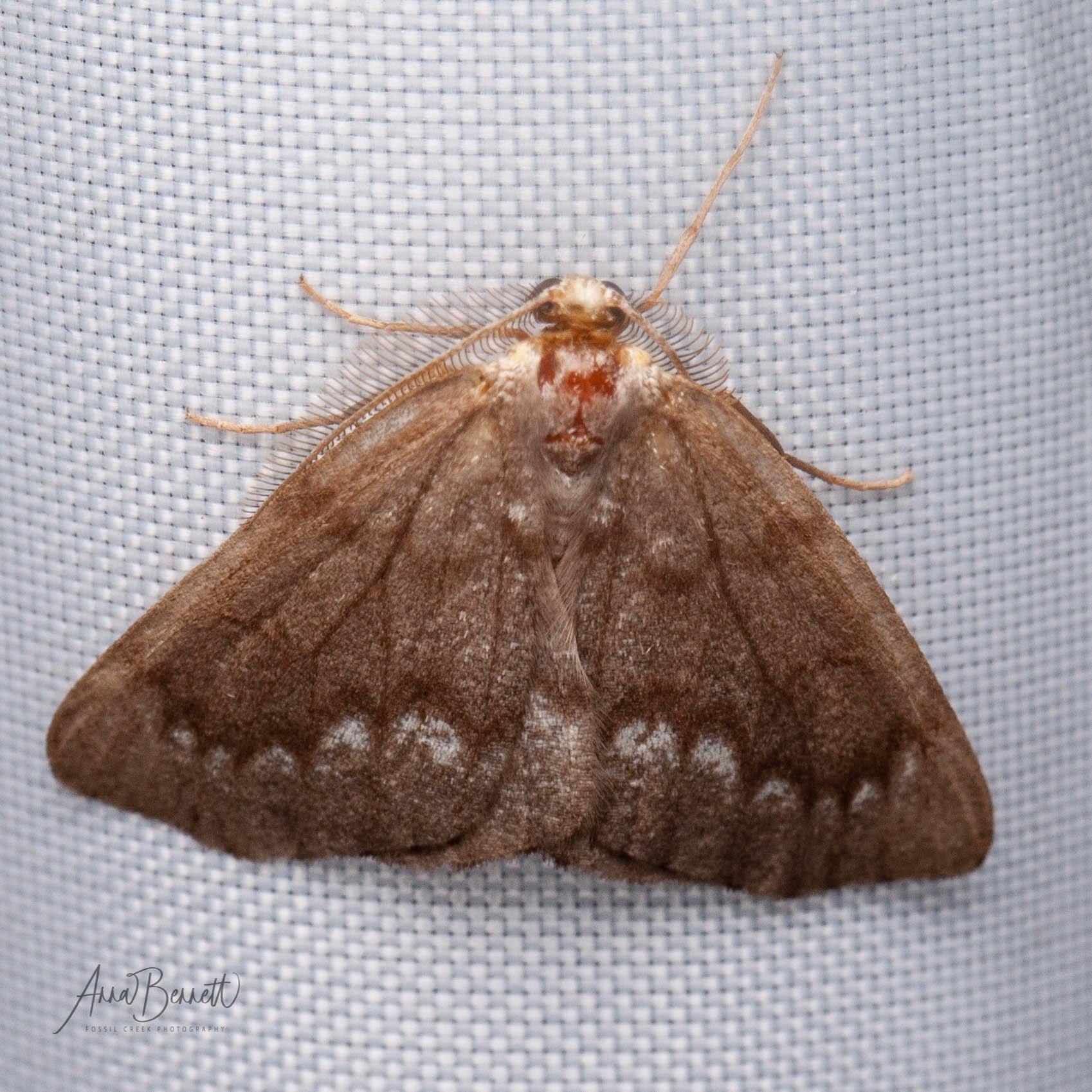 Nepytia semiclusaria