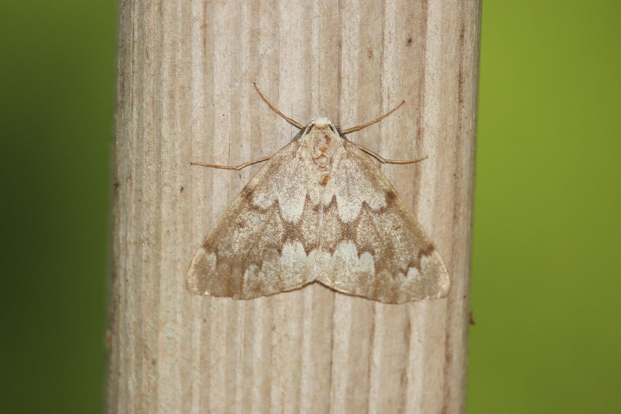 Nepytia semiclusaria