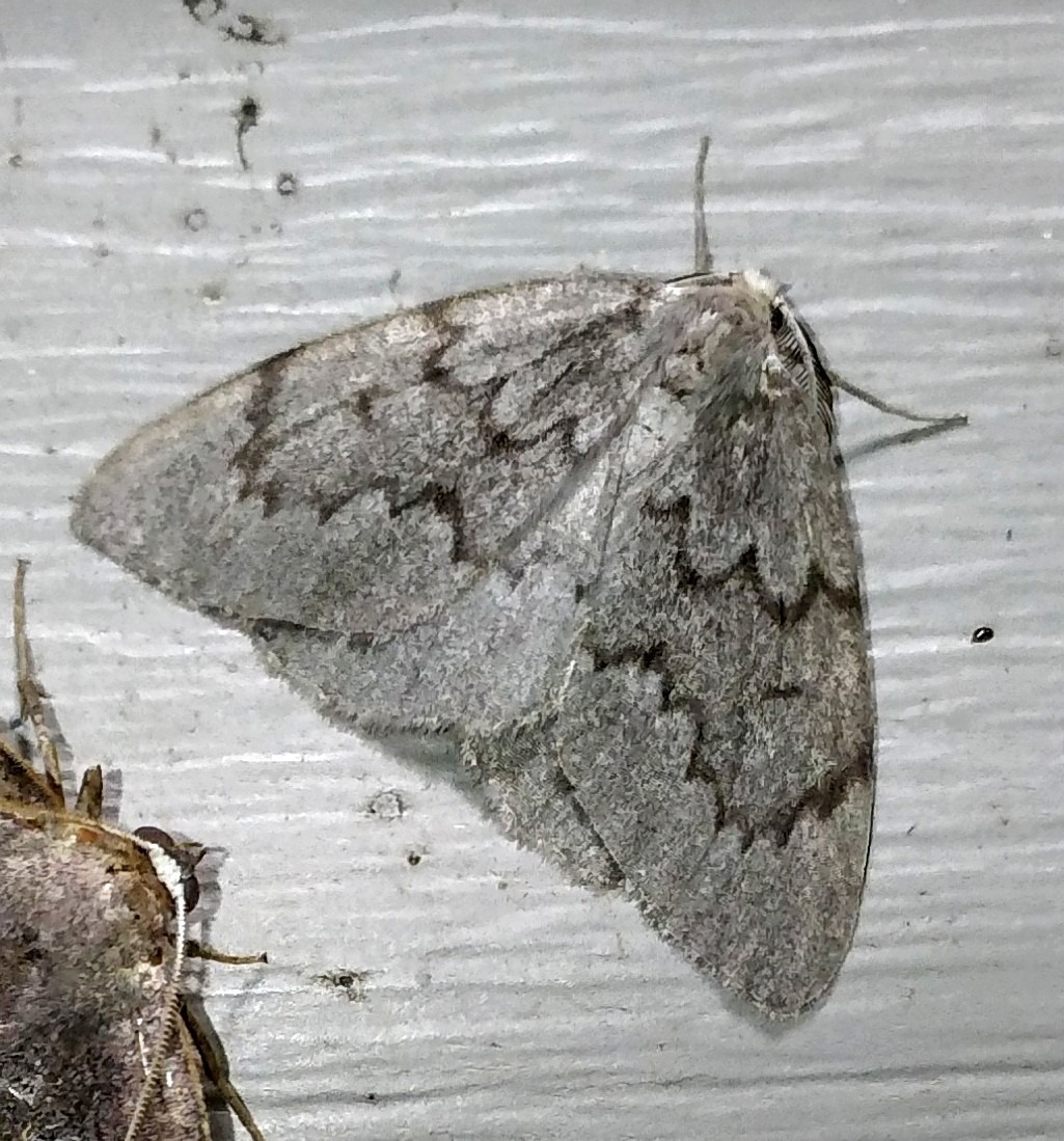 Nepytia semiclusaria