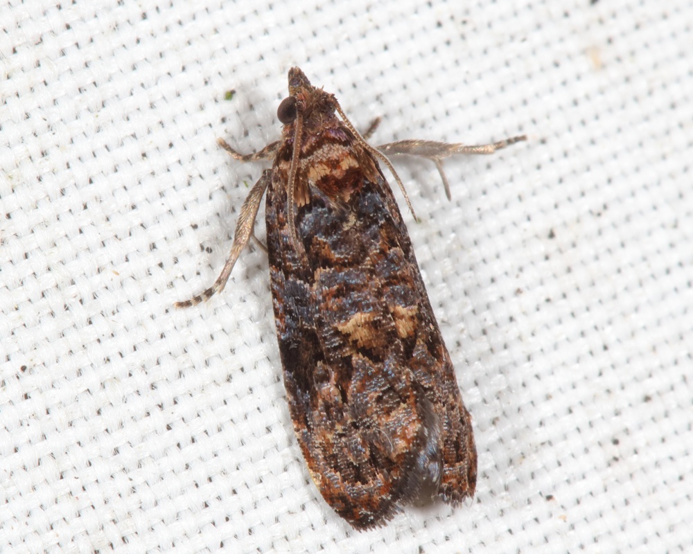 Endothenia hebesana