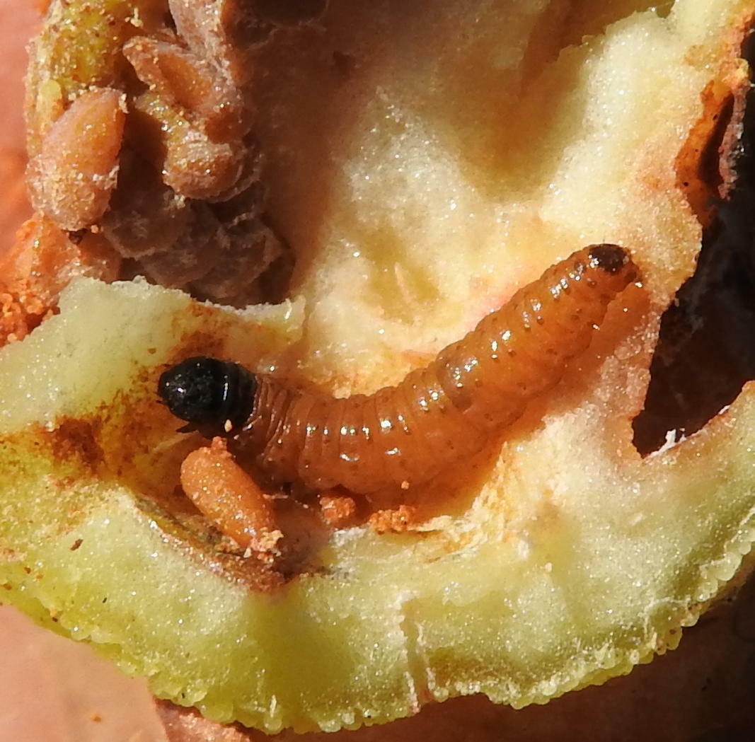 Endothenia hebesana