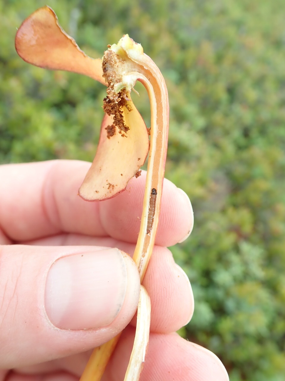 Endothenia hebesana