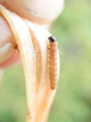 Endothenia hebesana