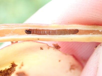 Endothenia hebesana