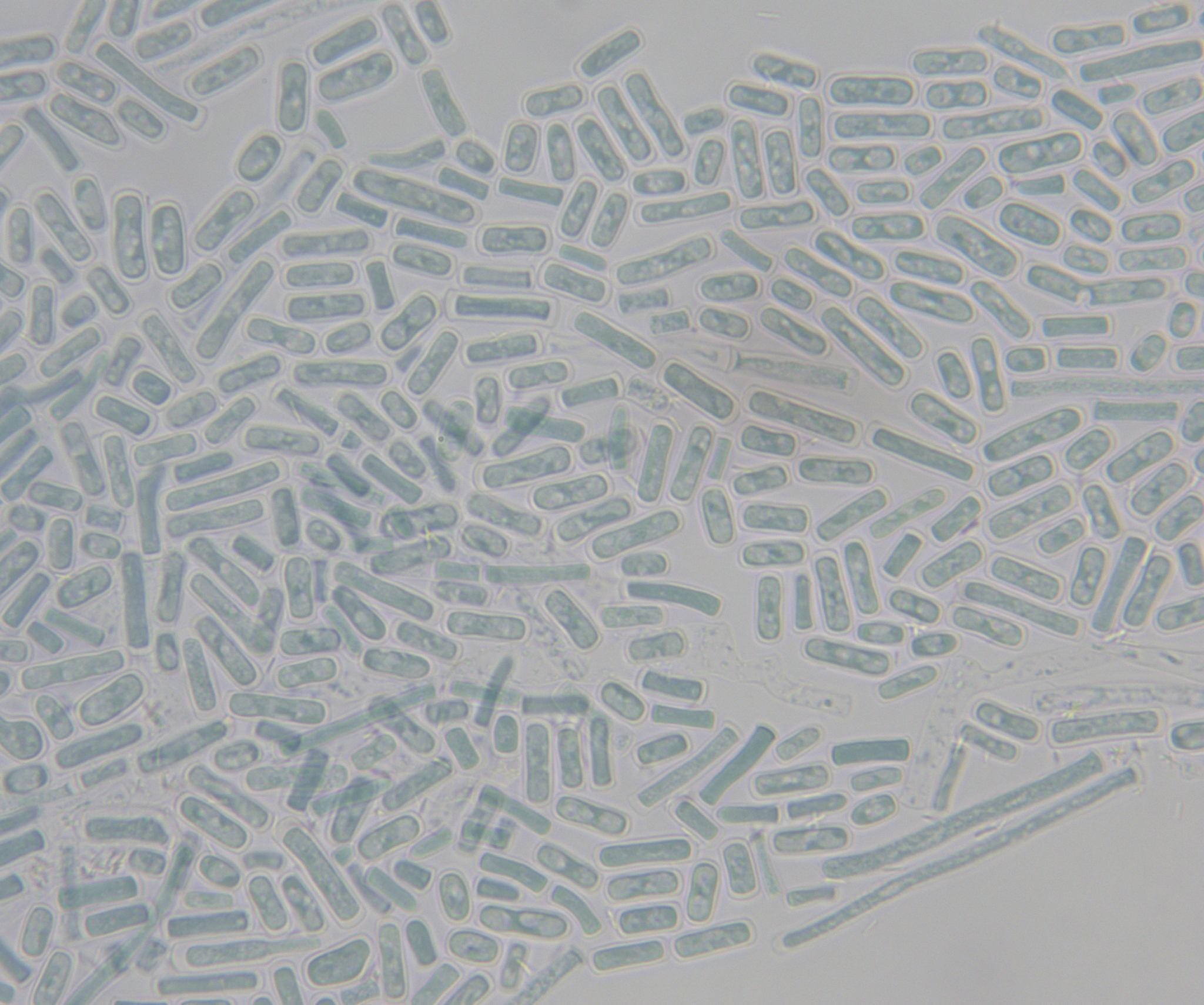Geotrichum candidum