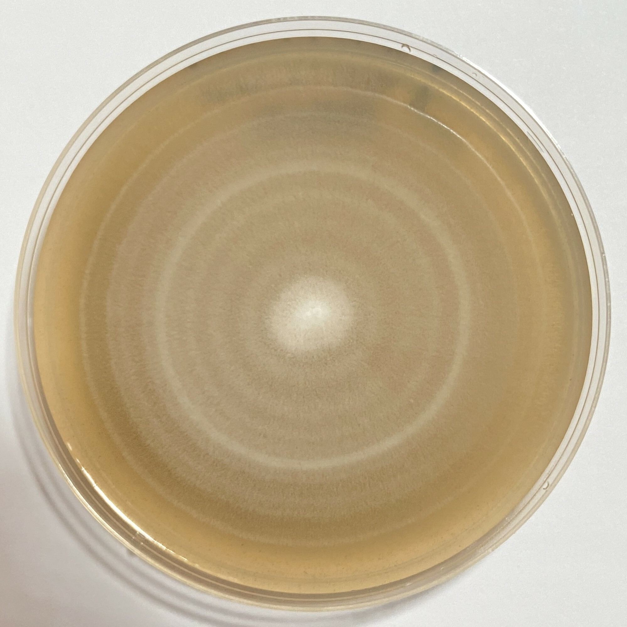 Geotrichum candidum