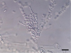 Geotrichum candidum