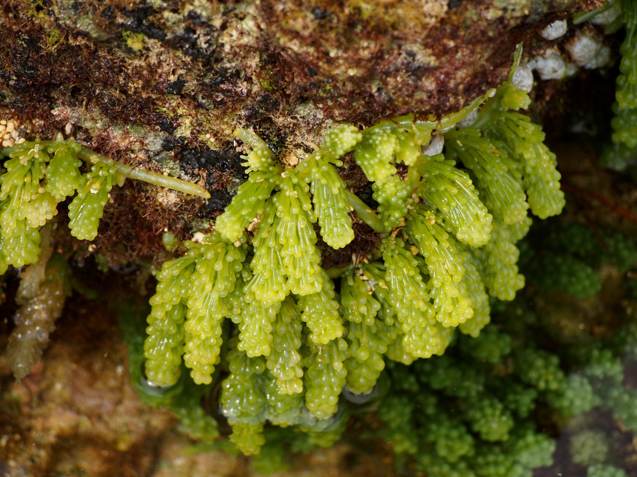 Caulerpa