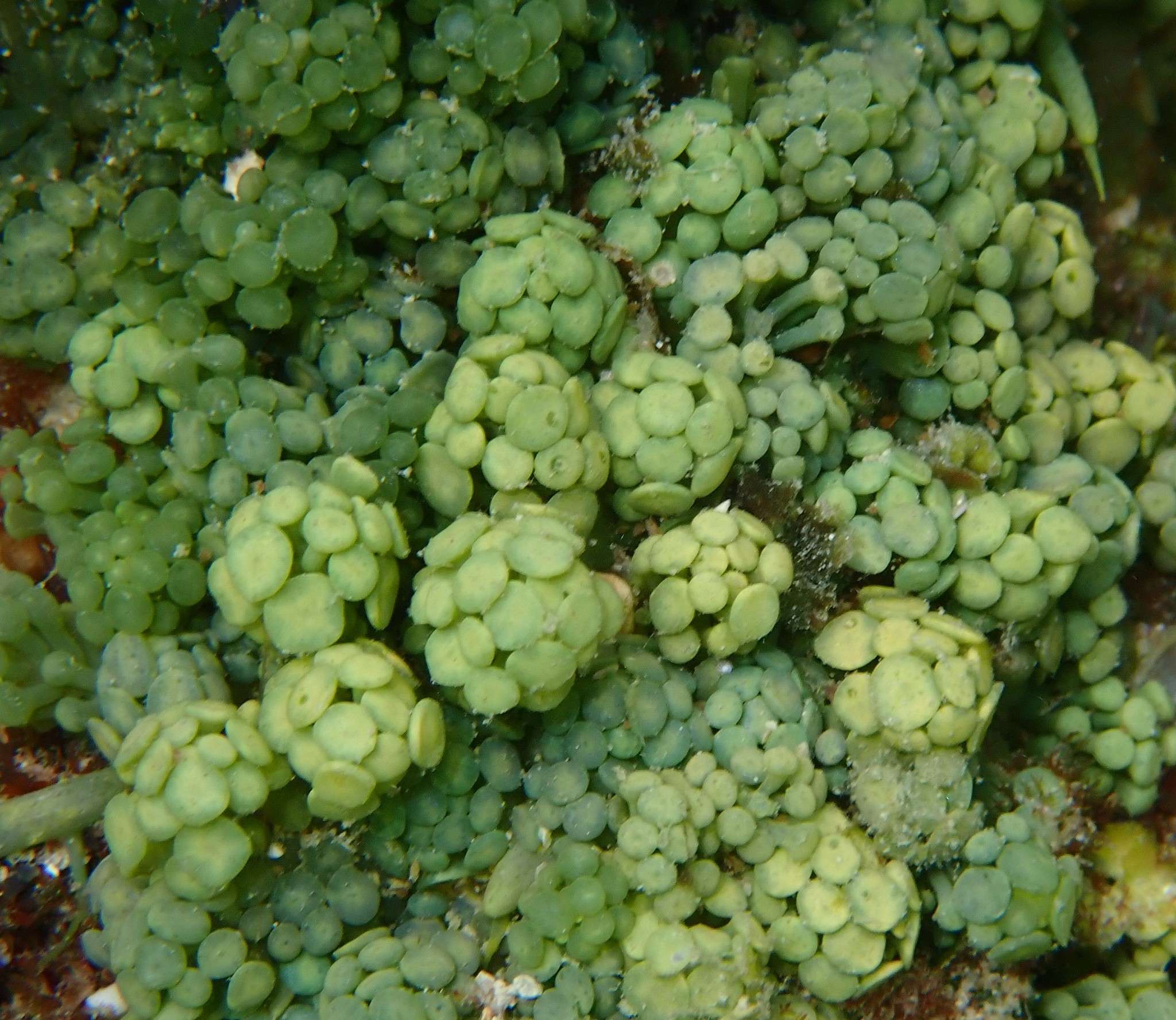Caulerpa