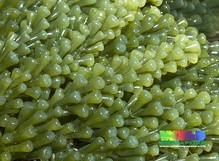Caulerpa