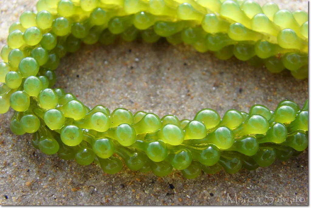 Caulerpa