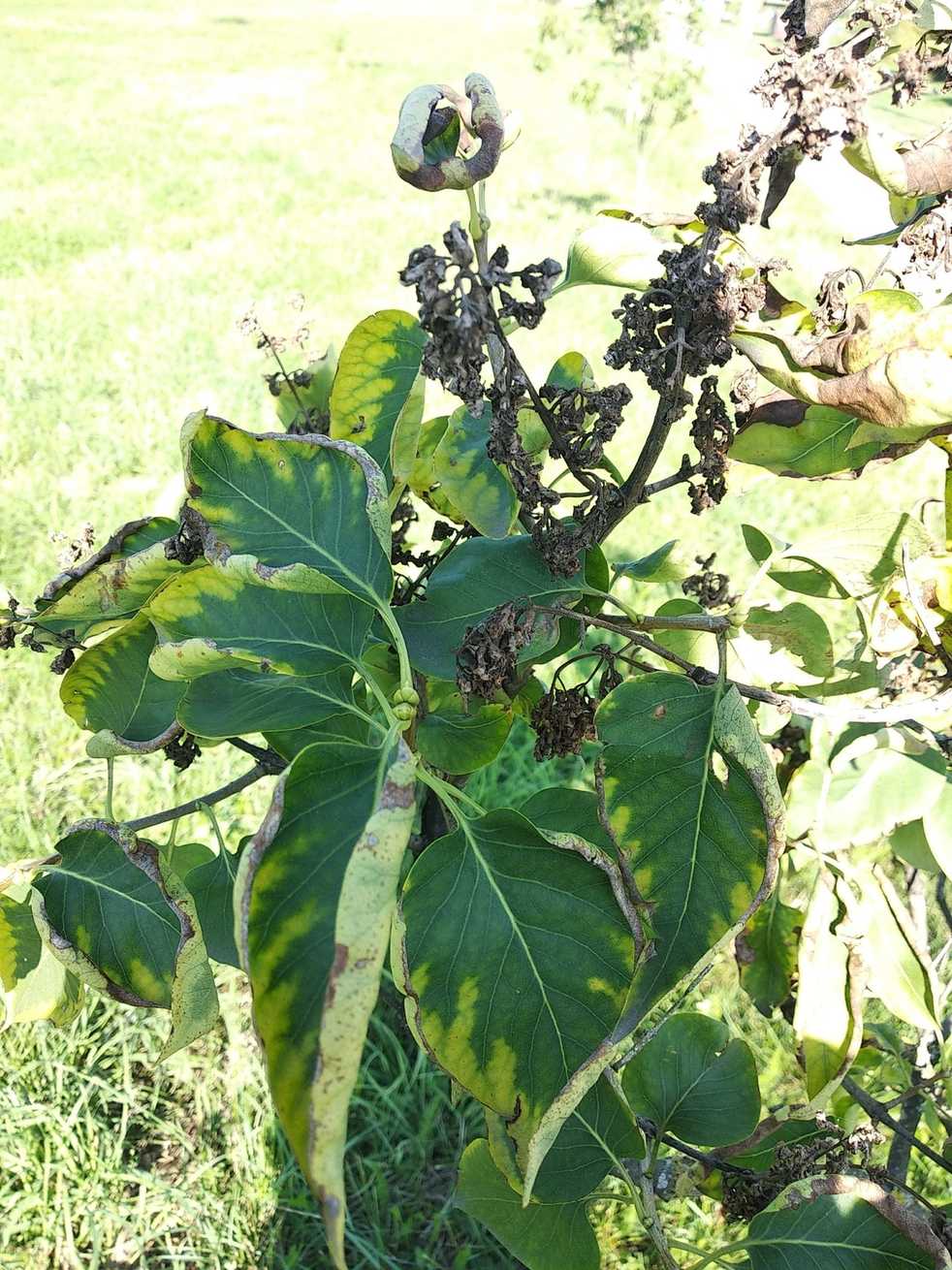 Verticillium albo-atrum