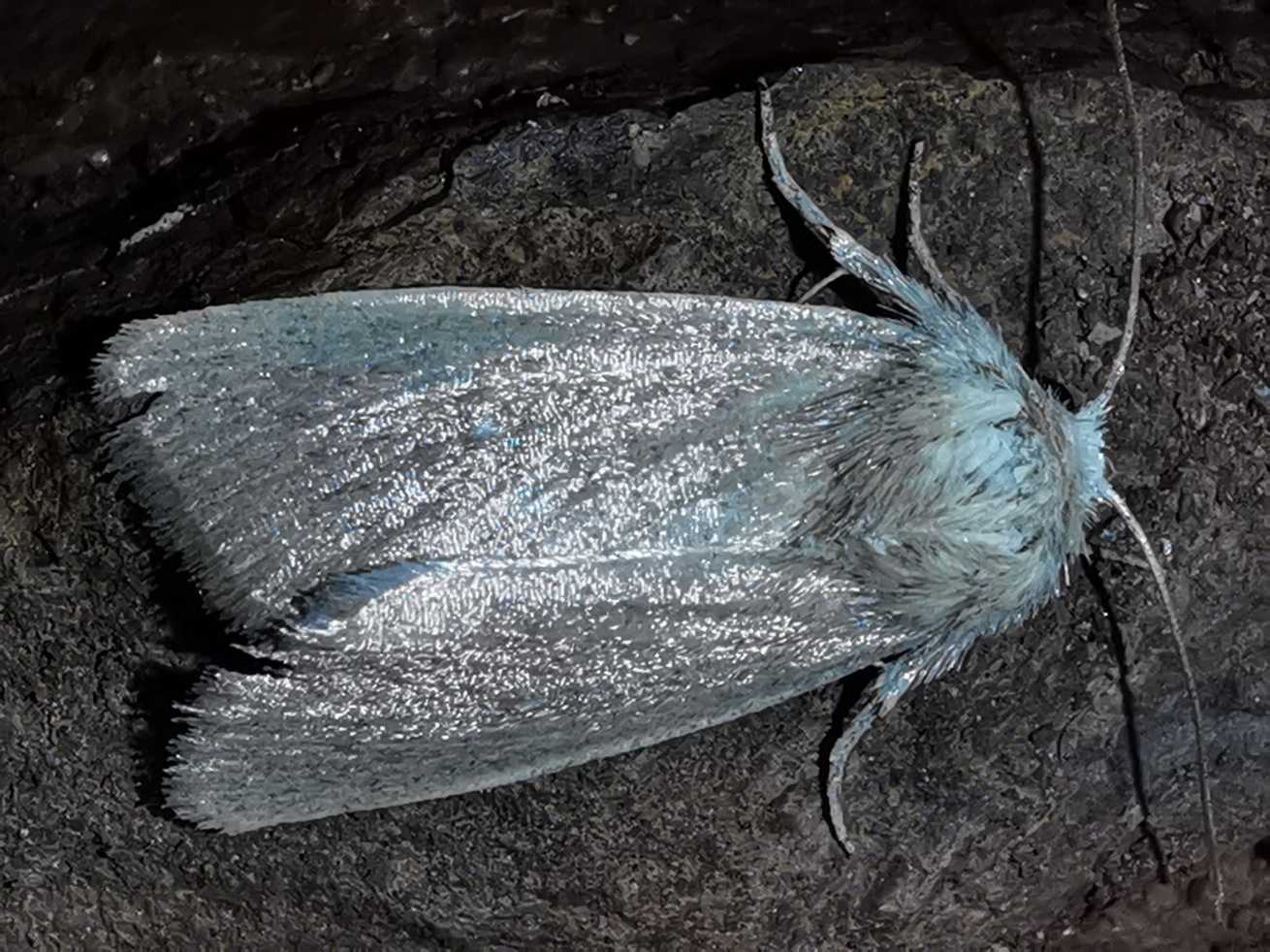 Sesamia cretica