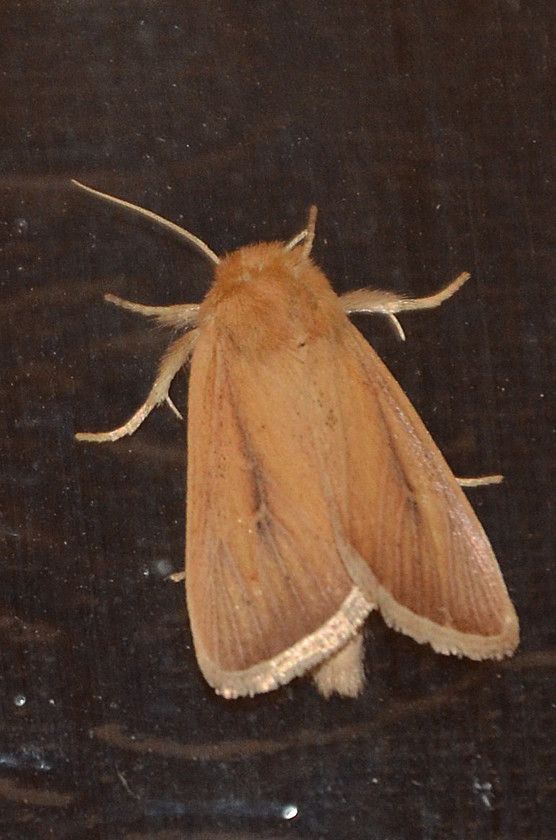 Sesamia cretica