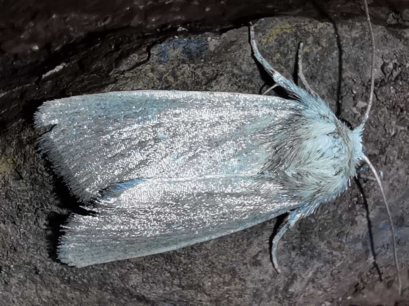 Sesamia cretica