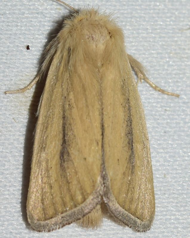 Sesamia cretica
