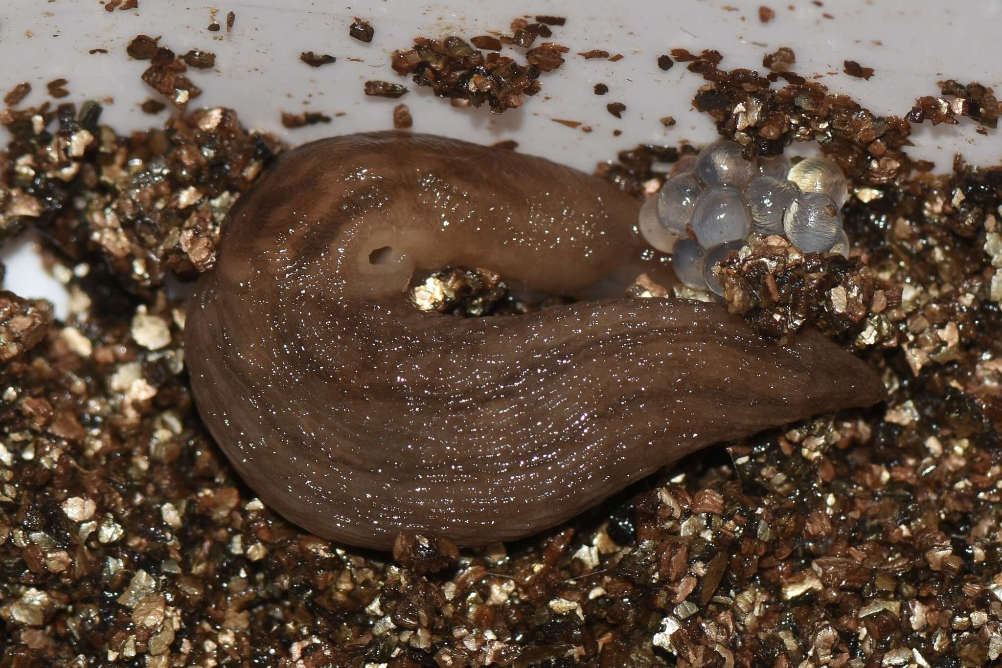 Lehmannia