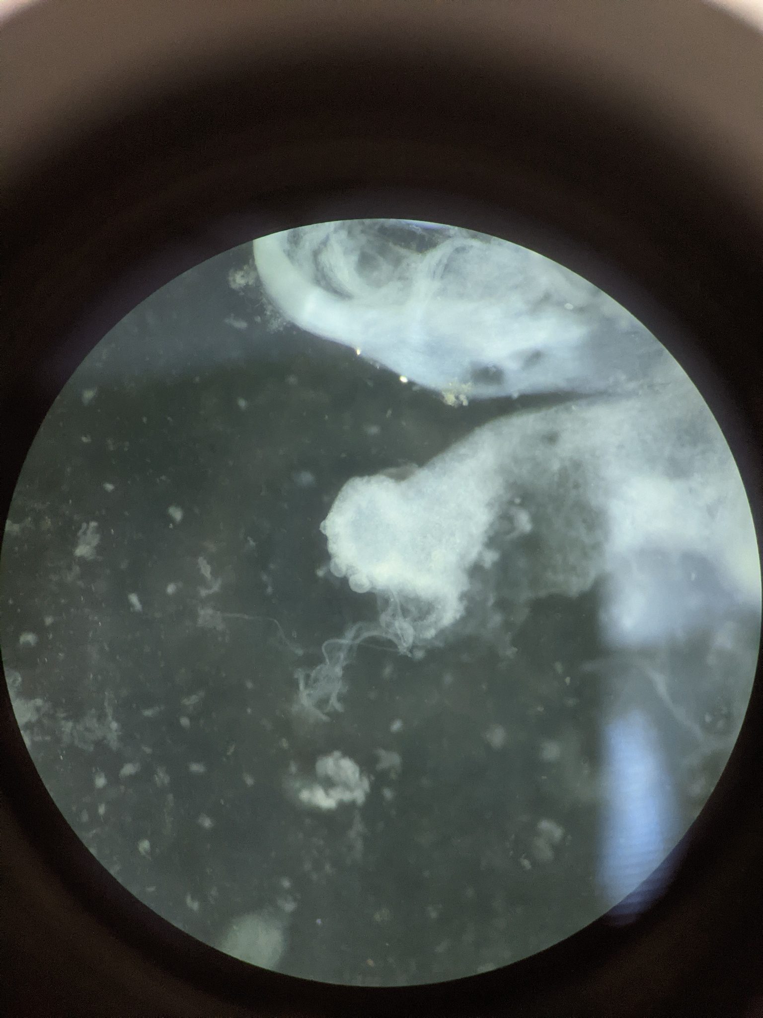 Lehmannia