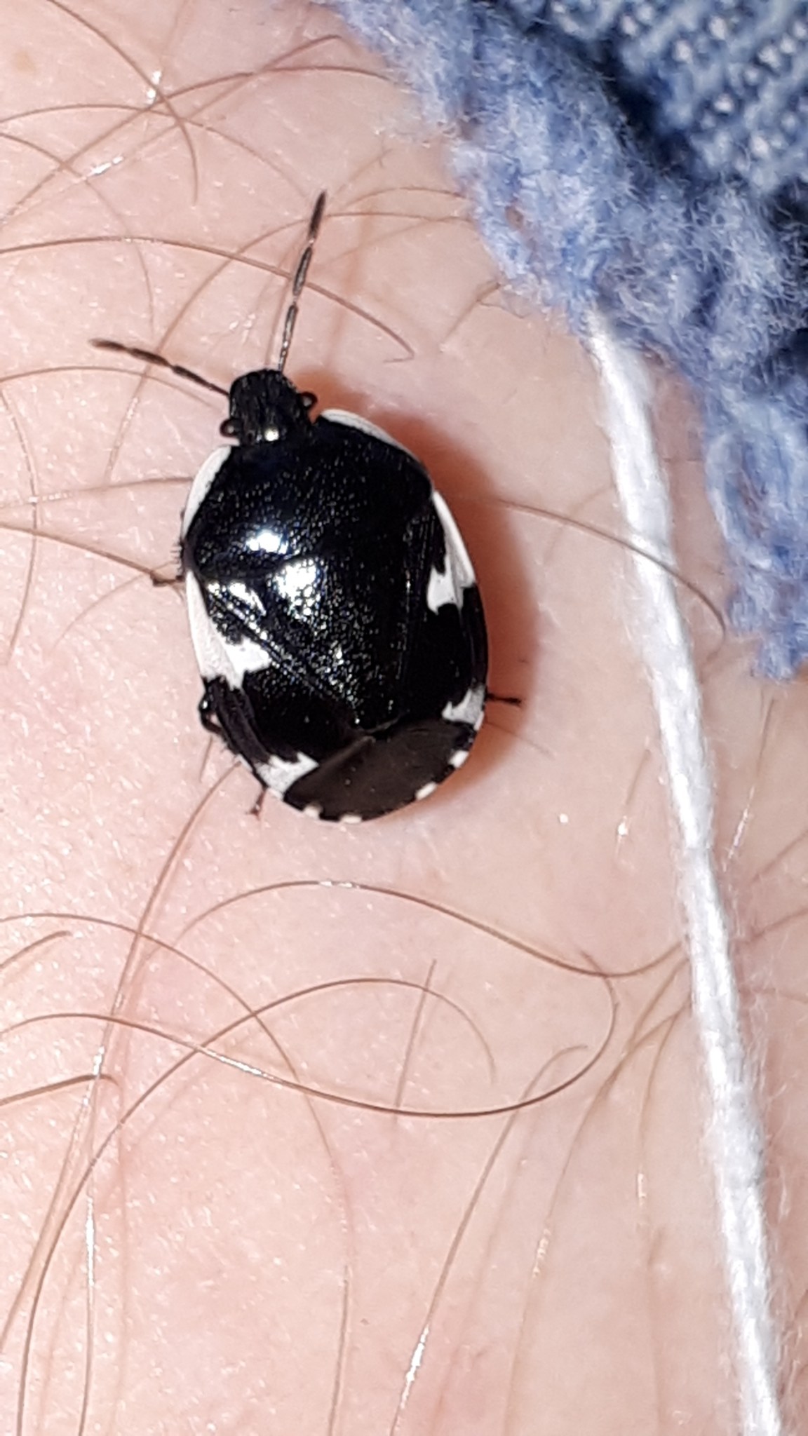Tritomegas sexmaculatus