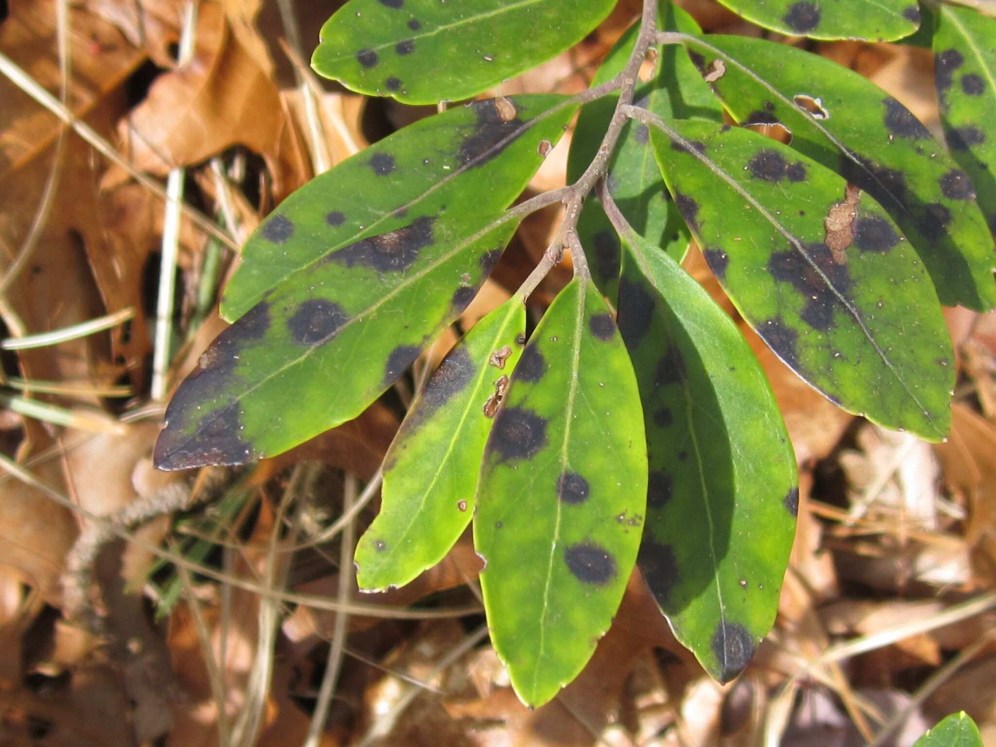 Calonectria ilicicola