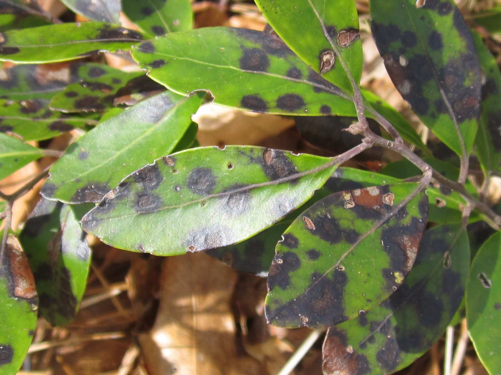 Calonectria ilicicola