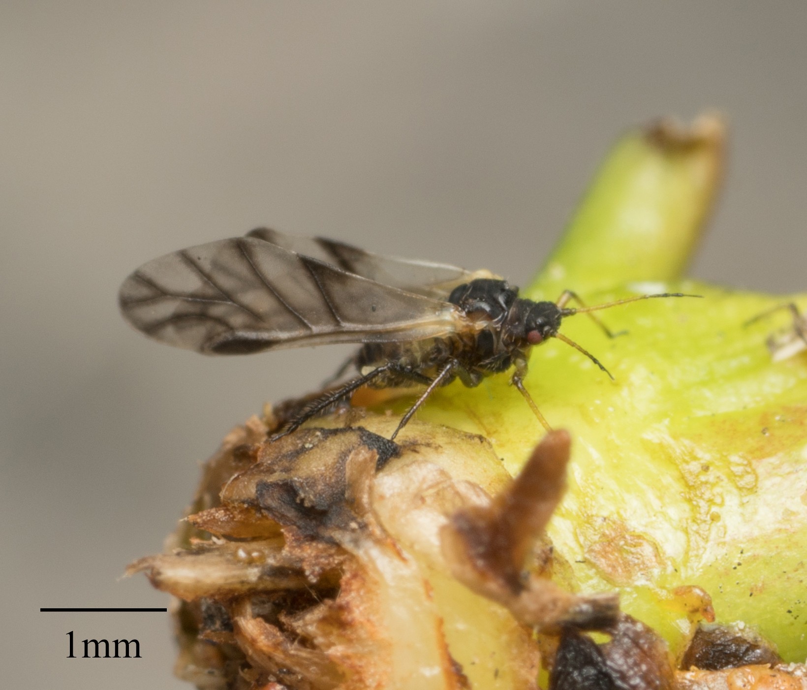 Chaitophorus