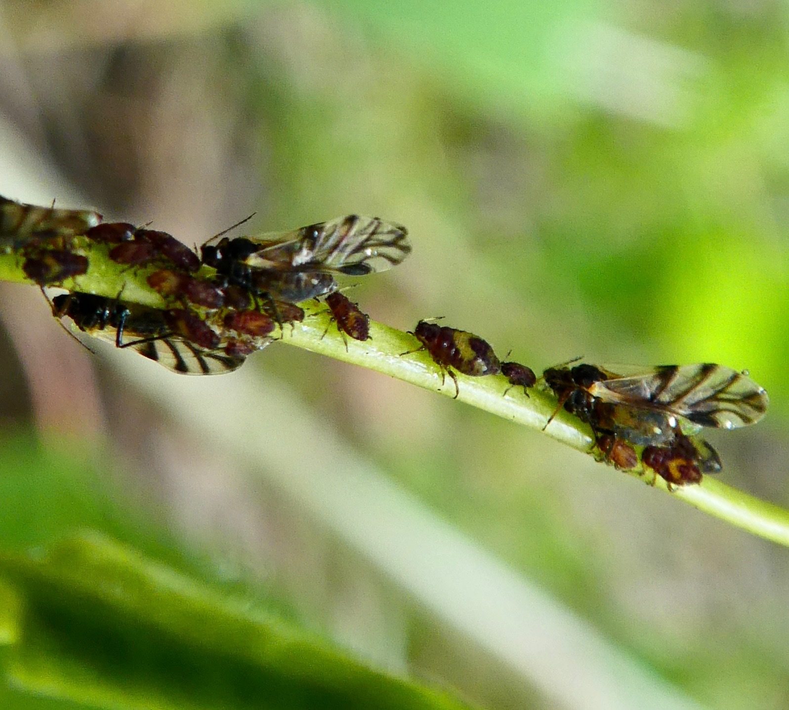 Chaitophorus