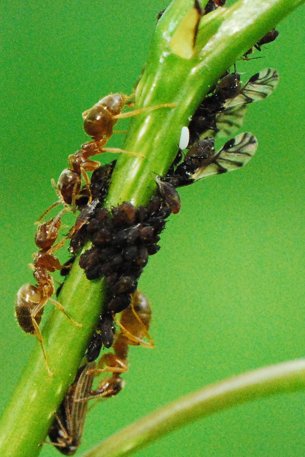 Chaitophorus