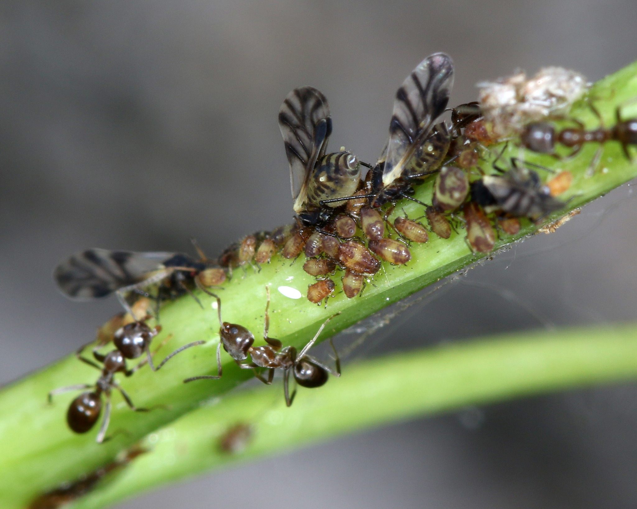 Chaitophorus