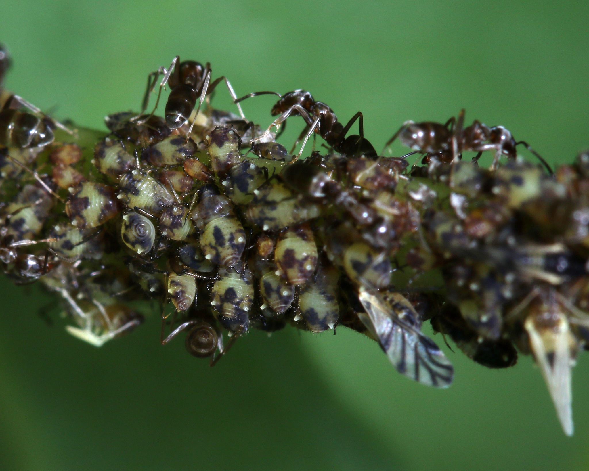 Chaitophorus