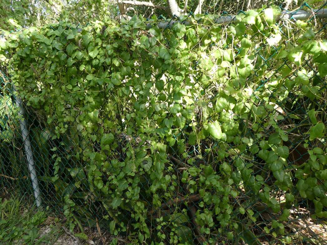 Anredera baselloides